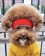 PoochofNYC